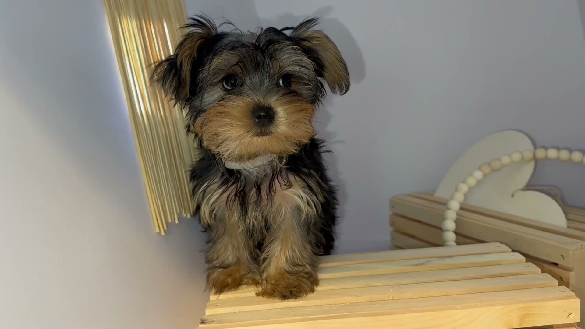 Yorkshire Terrier dogs for sale: Queen - Video 2