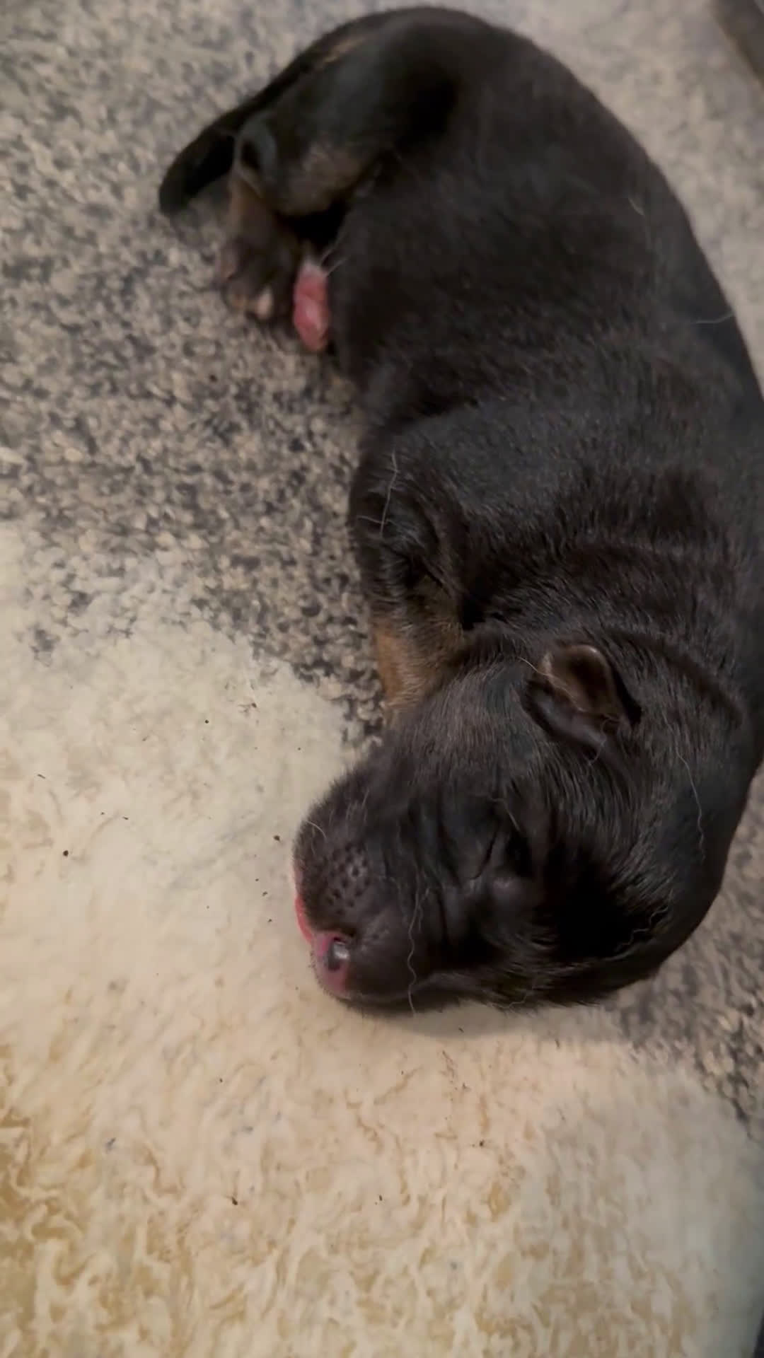 German Shepherd dogs for sale: Storm - Video 1