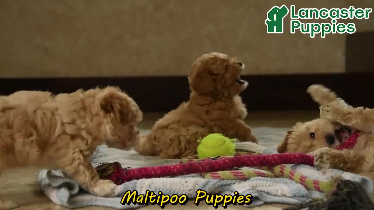 Maltipoo dogs for sale: Willy - Video 1