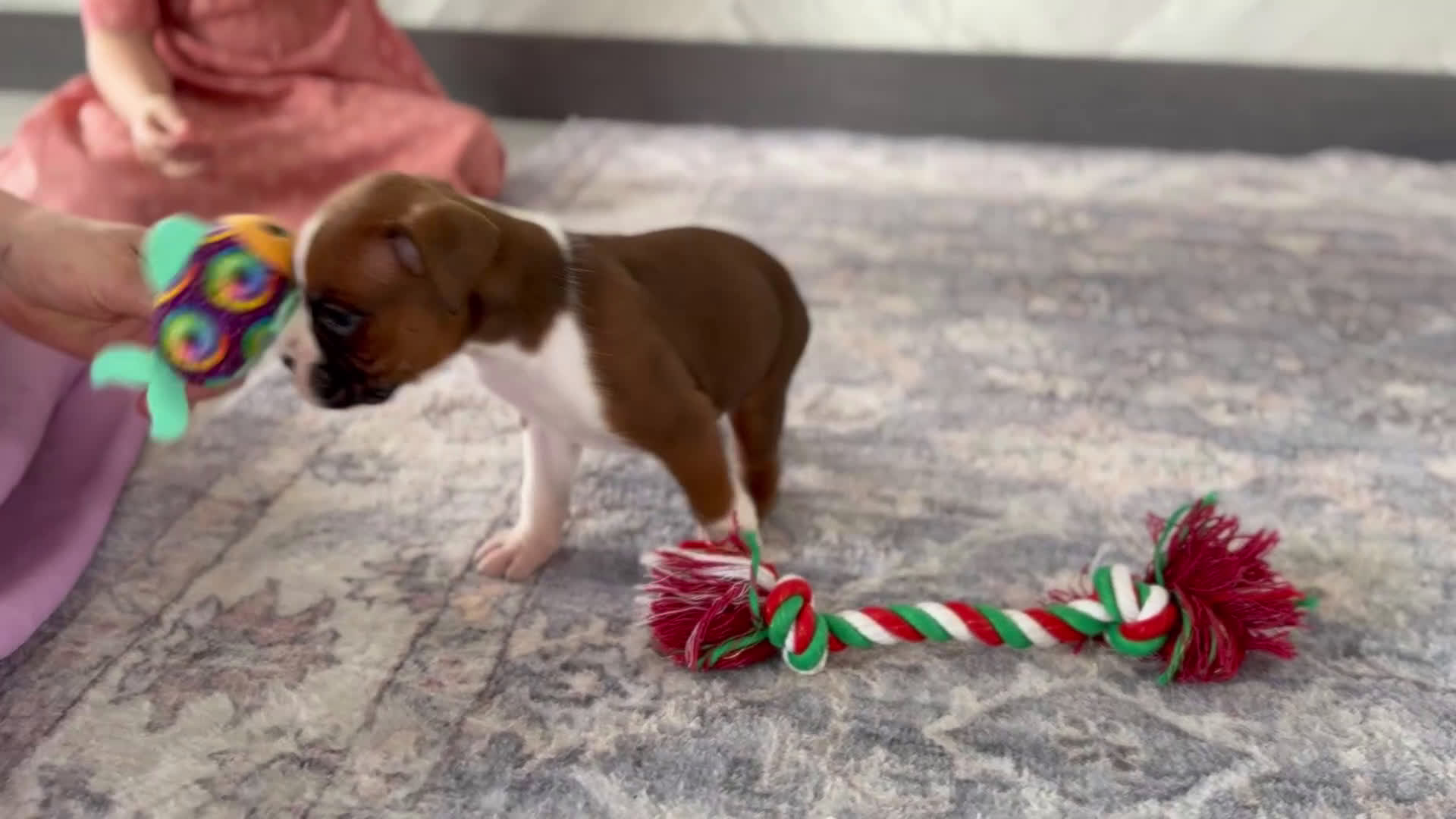 Boxer dogs for sale: Champ  - Video 6