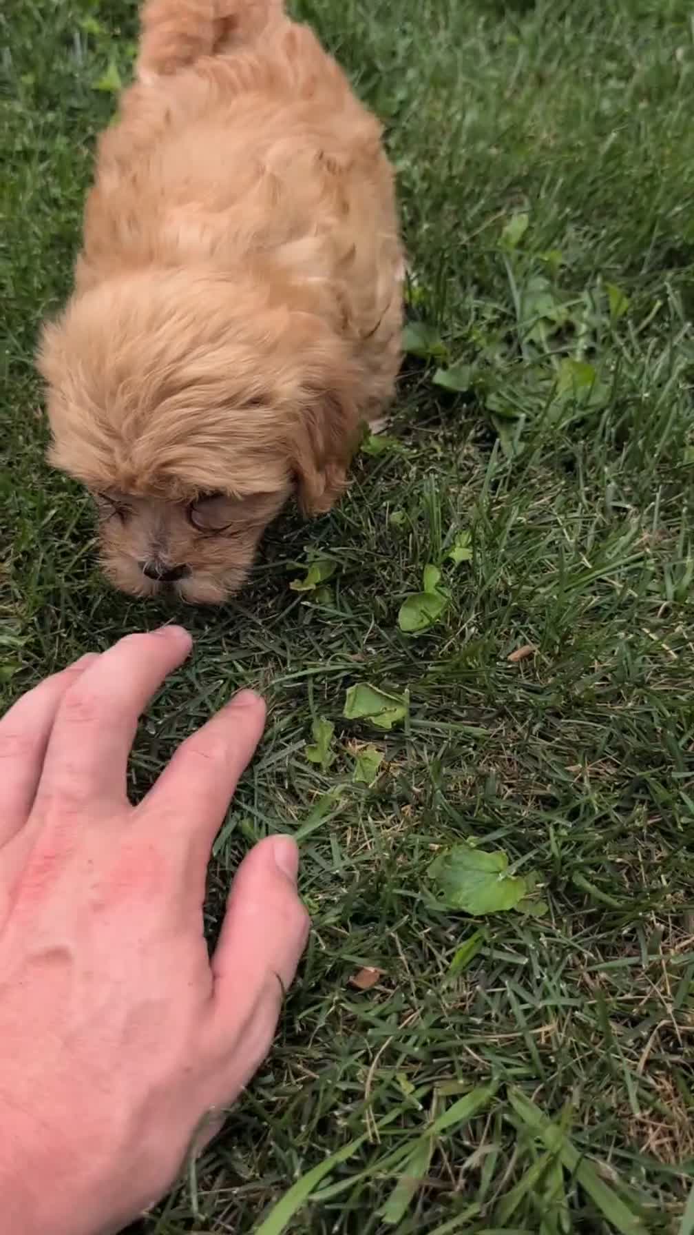 Havapoo dogs for sale: Bridget - Video 1