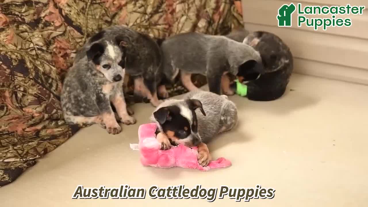 Australian Cattle Dog dogs for sale: Murphy - Video 1
