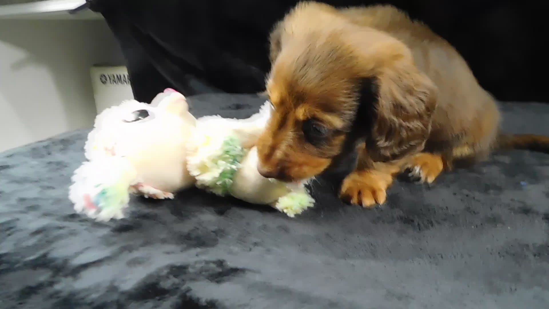 Miniature Dachshund dogs for sale: AKC Alice - Video 2