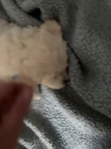 Mixed Breed dogs for sale: Cloudy - Video 1