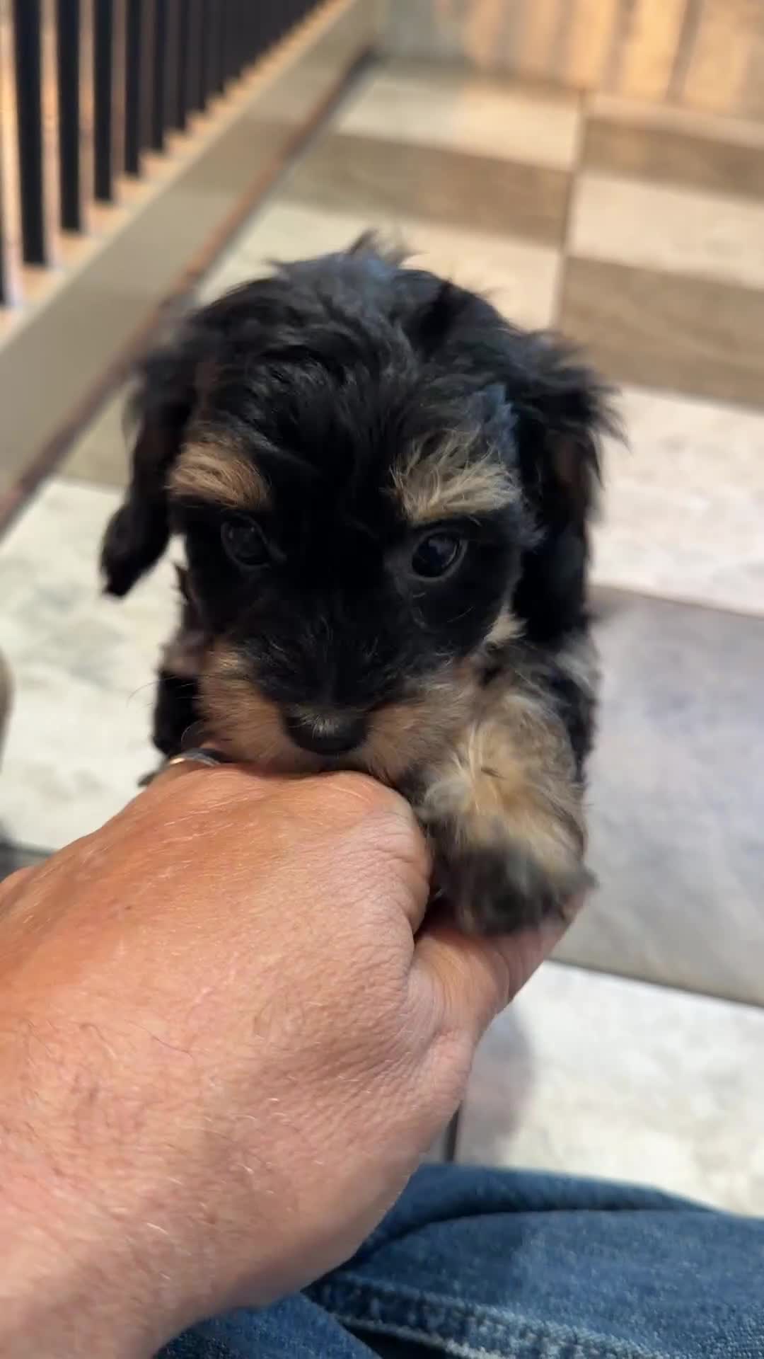 Mixed Breed dogs for sale: Toby - Video 1