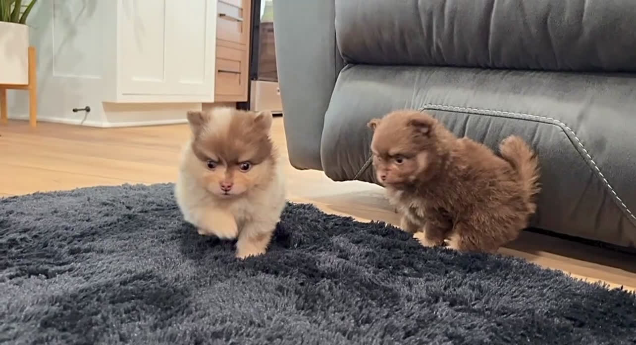 Pomeranian dogs for sale: Sparky - Video 2