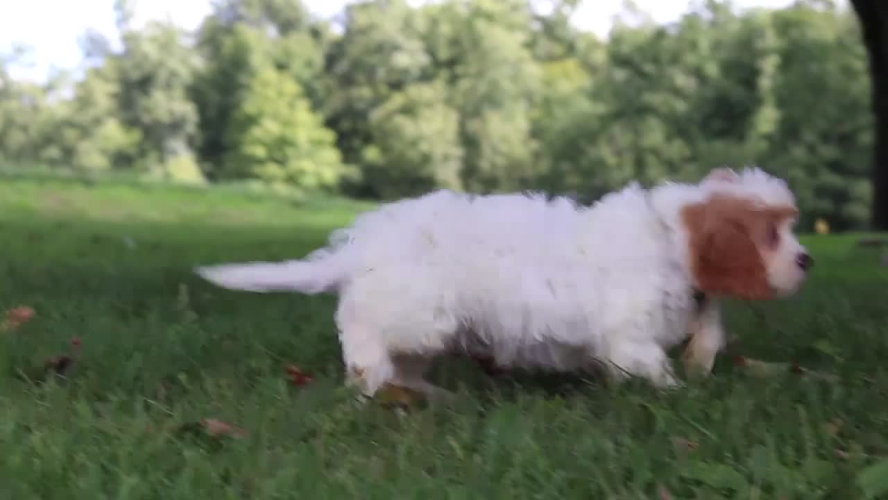 Cavapoochon dogs for sale: Brady - Video 1