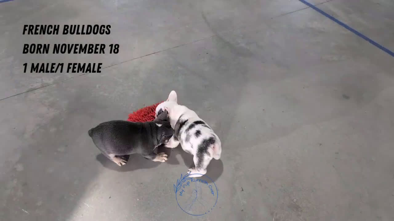 French Bulldog dogs for sale: Xander - Video 3