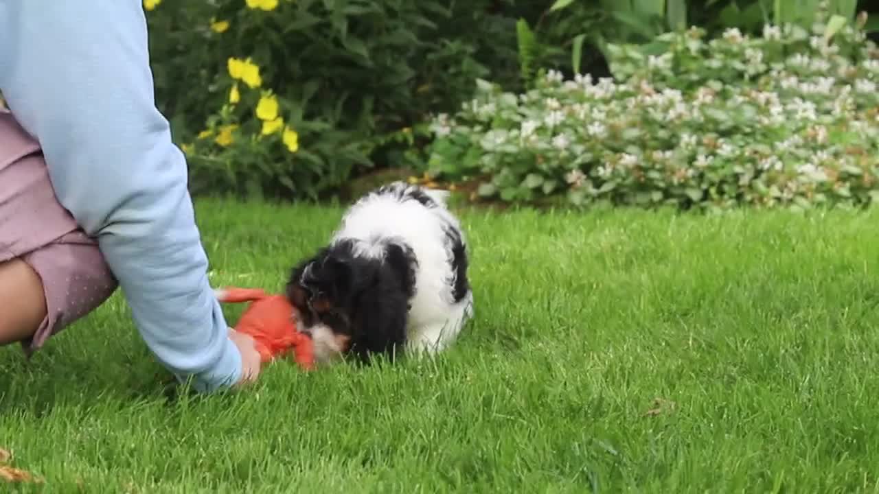 Cavapoo dogs for sale: Sunnie - Video 1