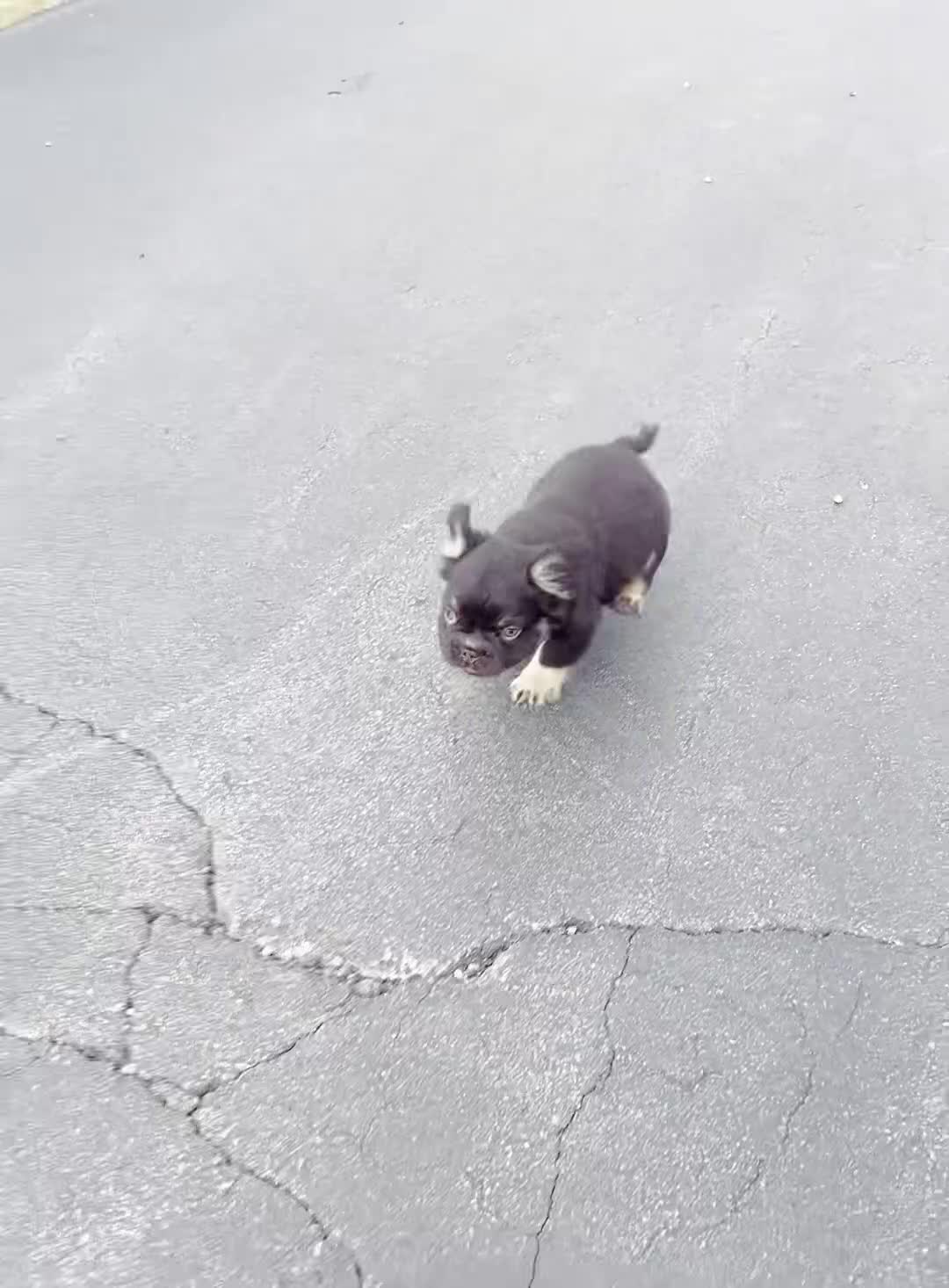 French Bulldog dogs for sale: Chewbarka - Video 1