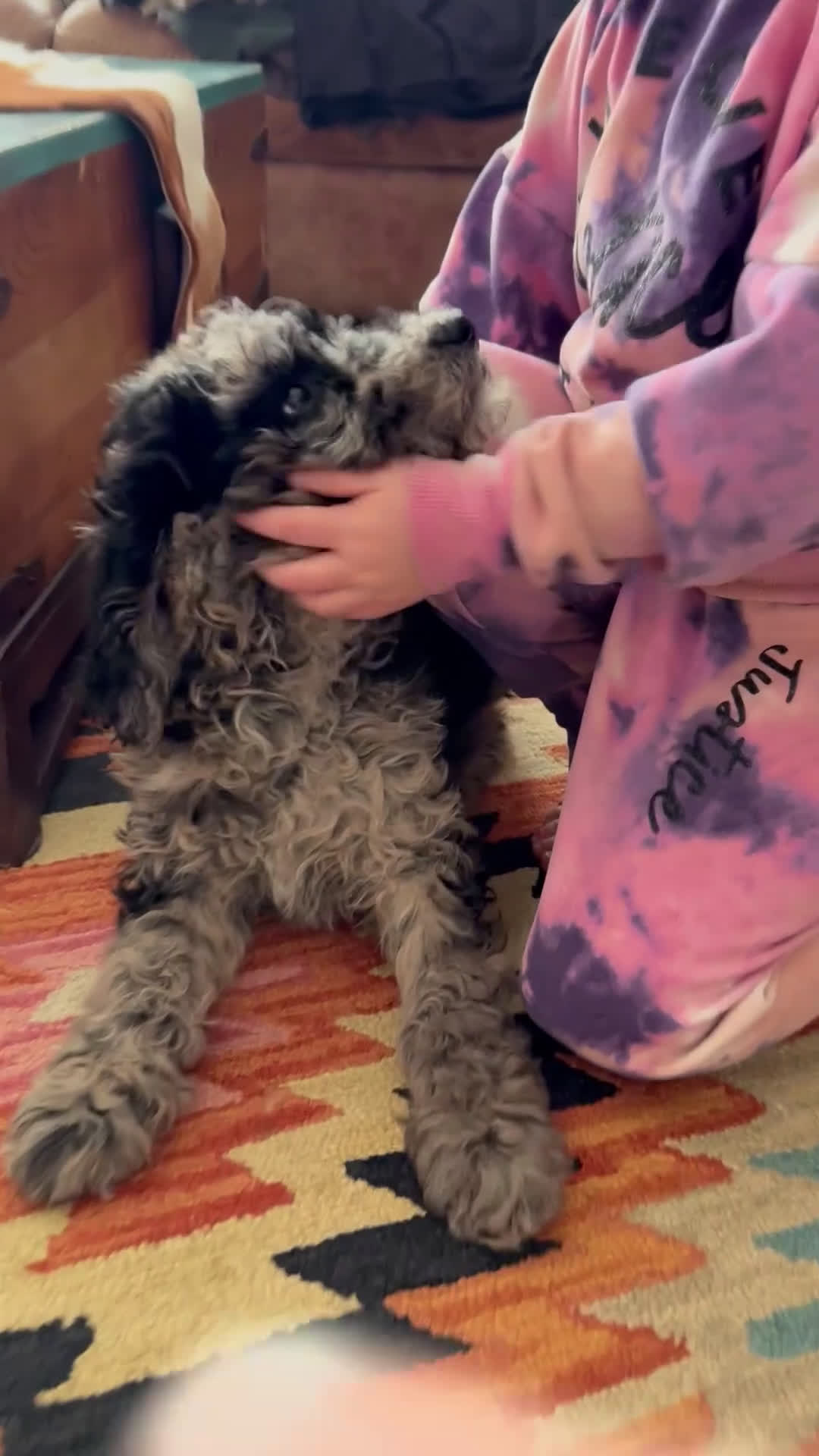 Mixed Breed dogs for sale: Patrick - Video 2