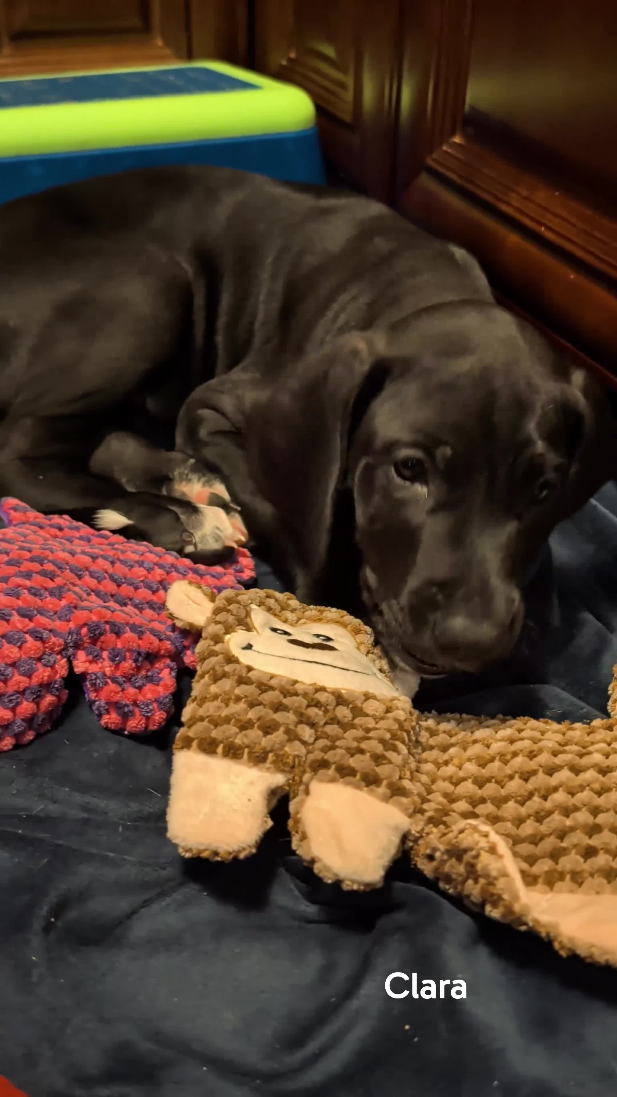 Great Dane dogs for sale: Clara - Video 2