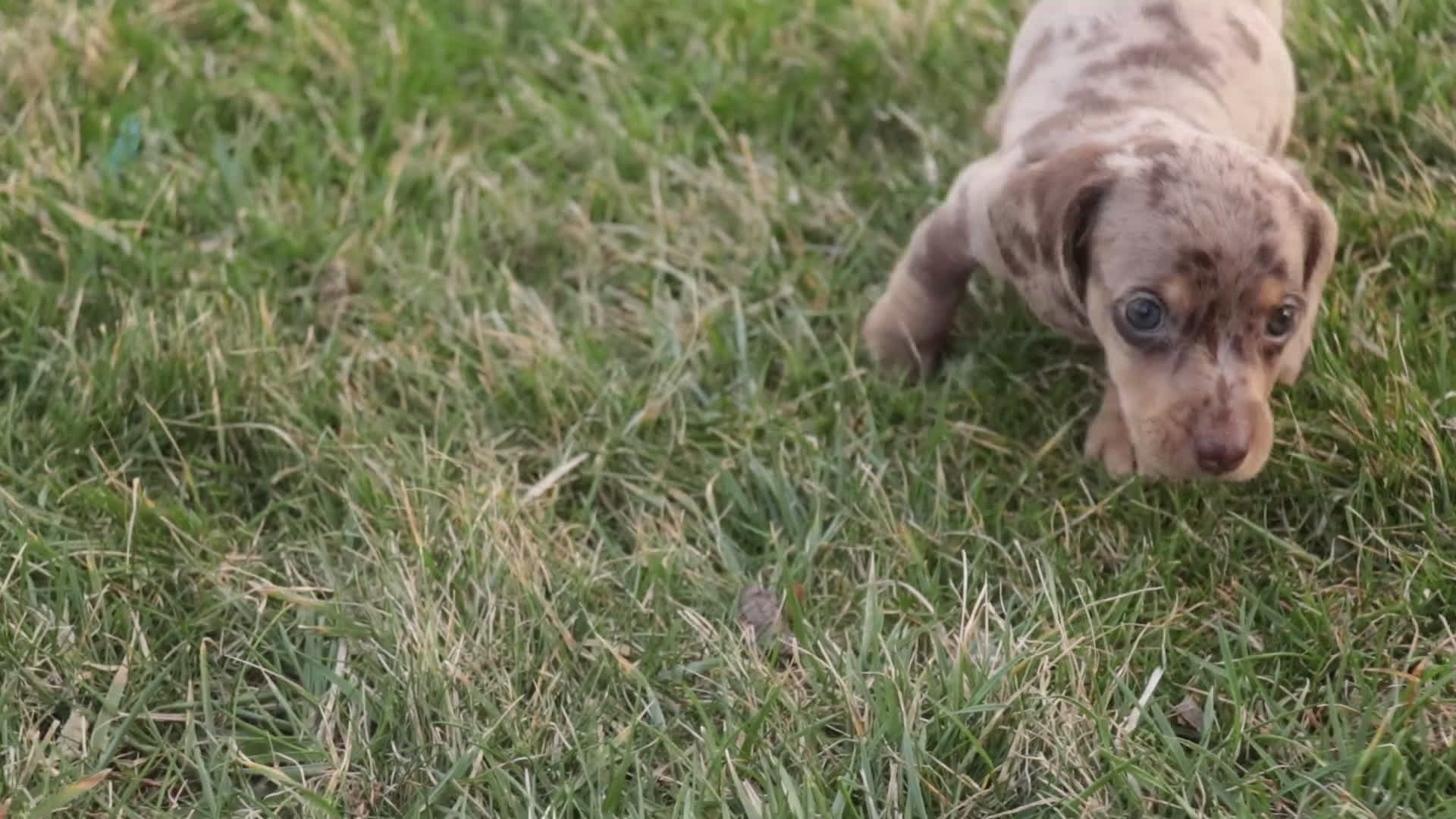 Miniature Dachshund dogs for sale: Pluto - Video 1