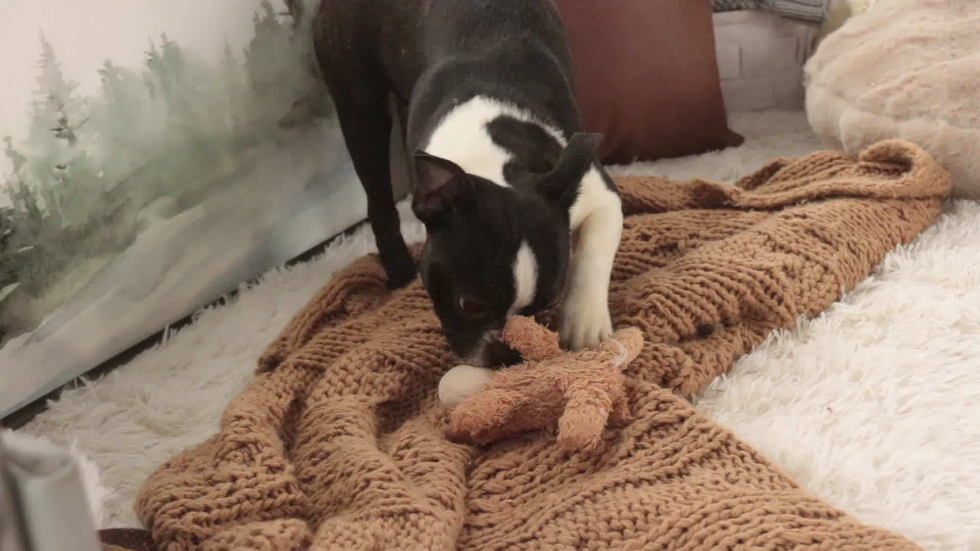 Boston Terrier dogs for sale: Howie - Video 1