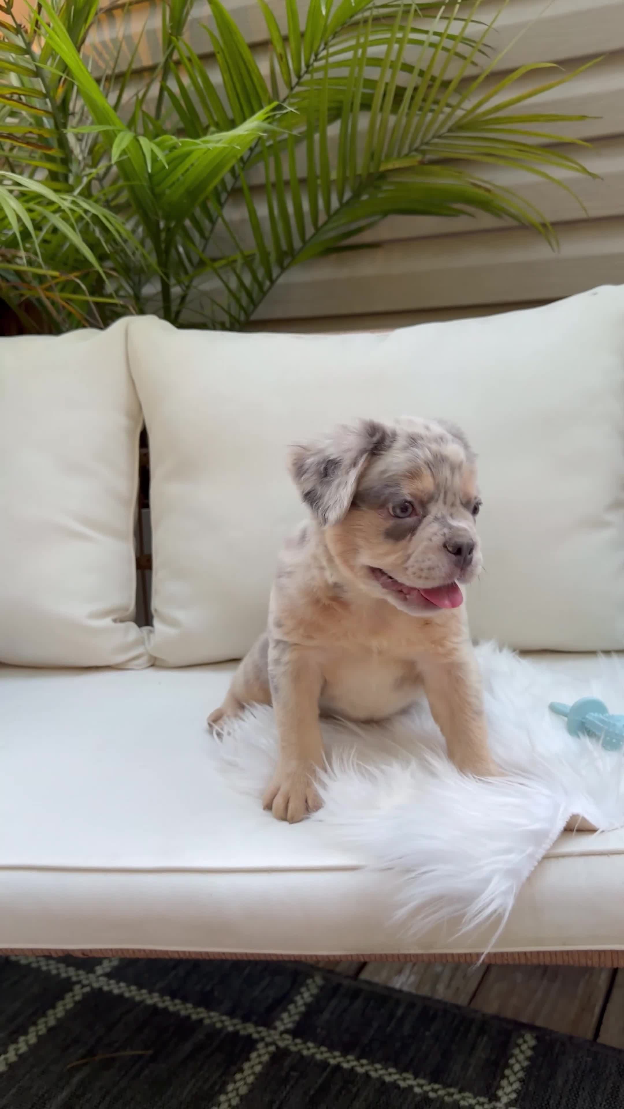 French Bulldog dogs for sale: Sophie - Video 1