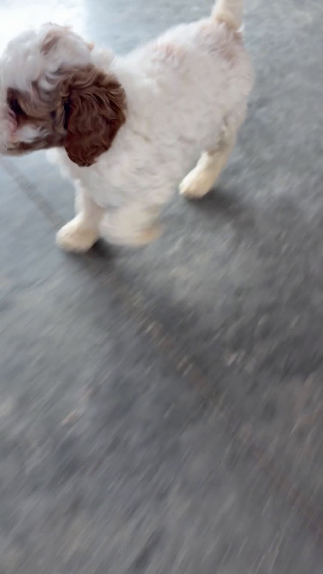 Mini Bernedoodle dogs for sale: Archie - Video 1