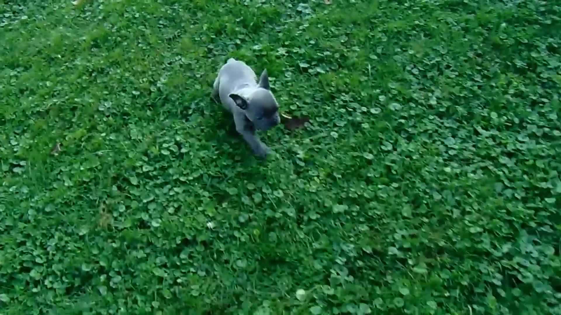 French Bulldog dogs for sale: Manny - Video 1