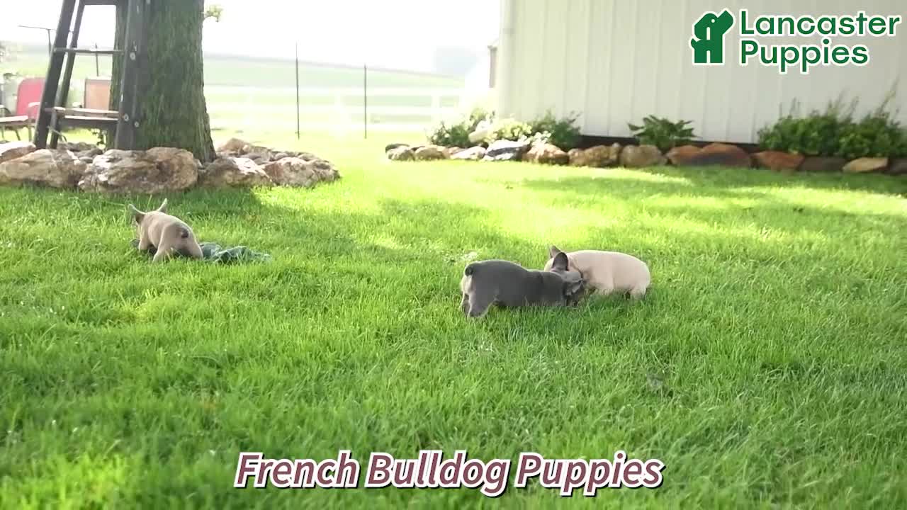 French Bulldog dogs for sale: Alden - Video 1