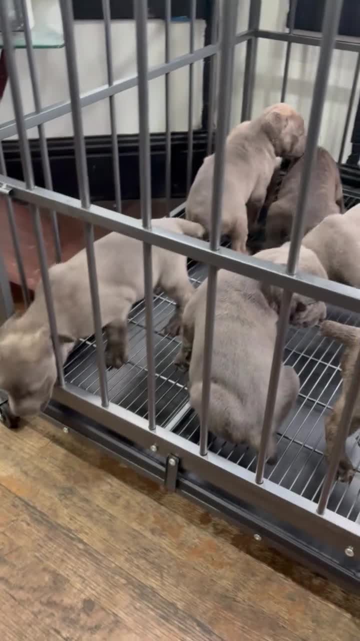 Cane Corso dogs for sale: Cane Corso 5 - Video 1