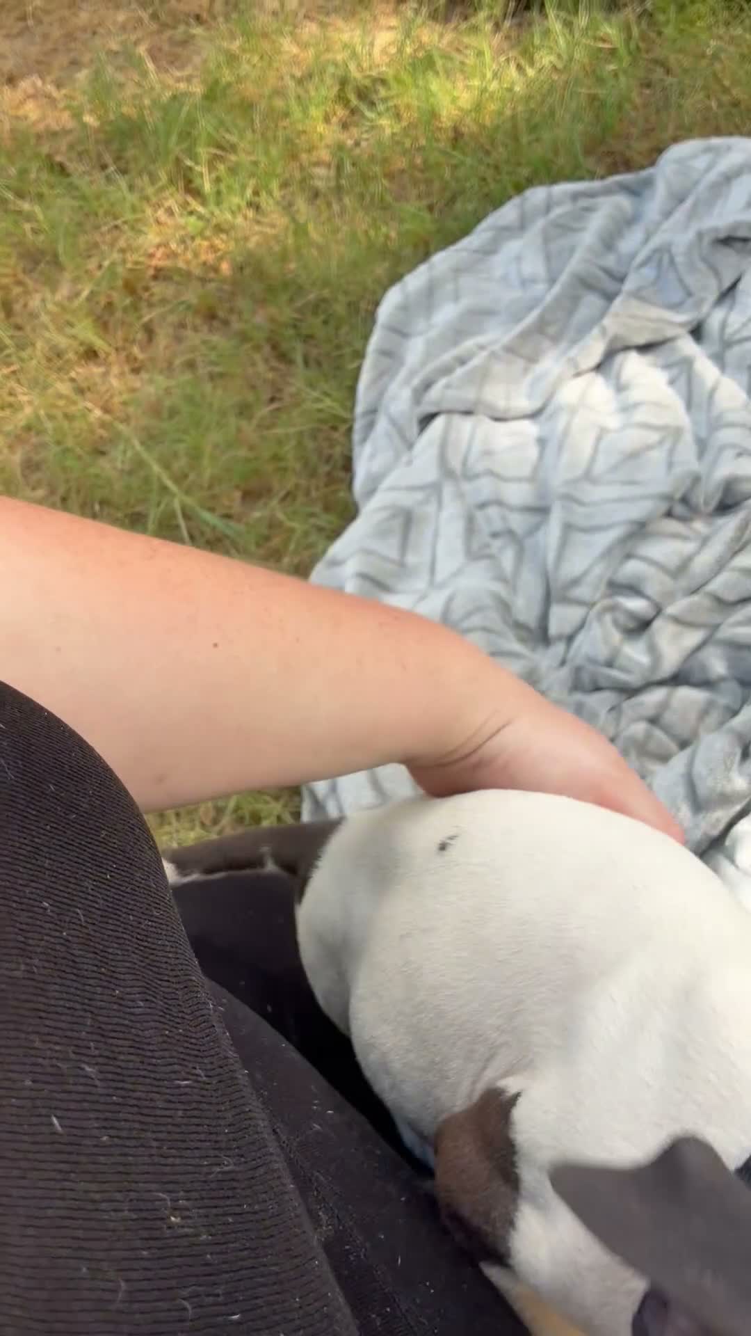 American Bully dogs for sale: Jelly - Video 1