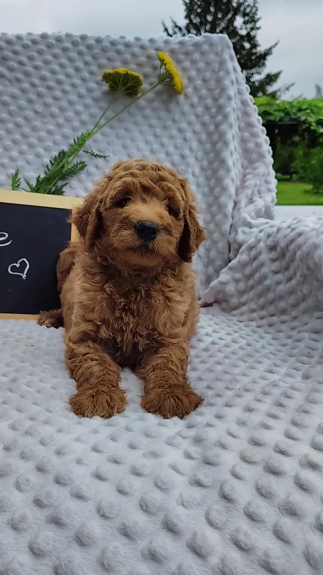 Mini Goldendoodle dogs for sale: Toby - Video 1