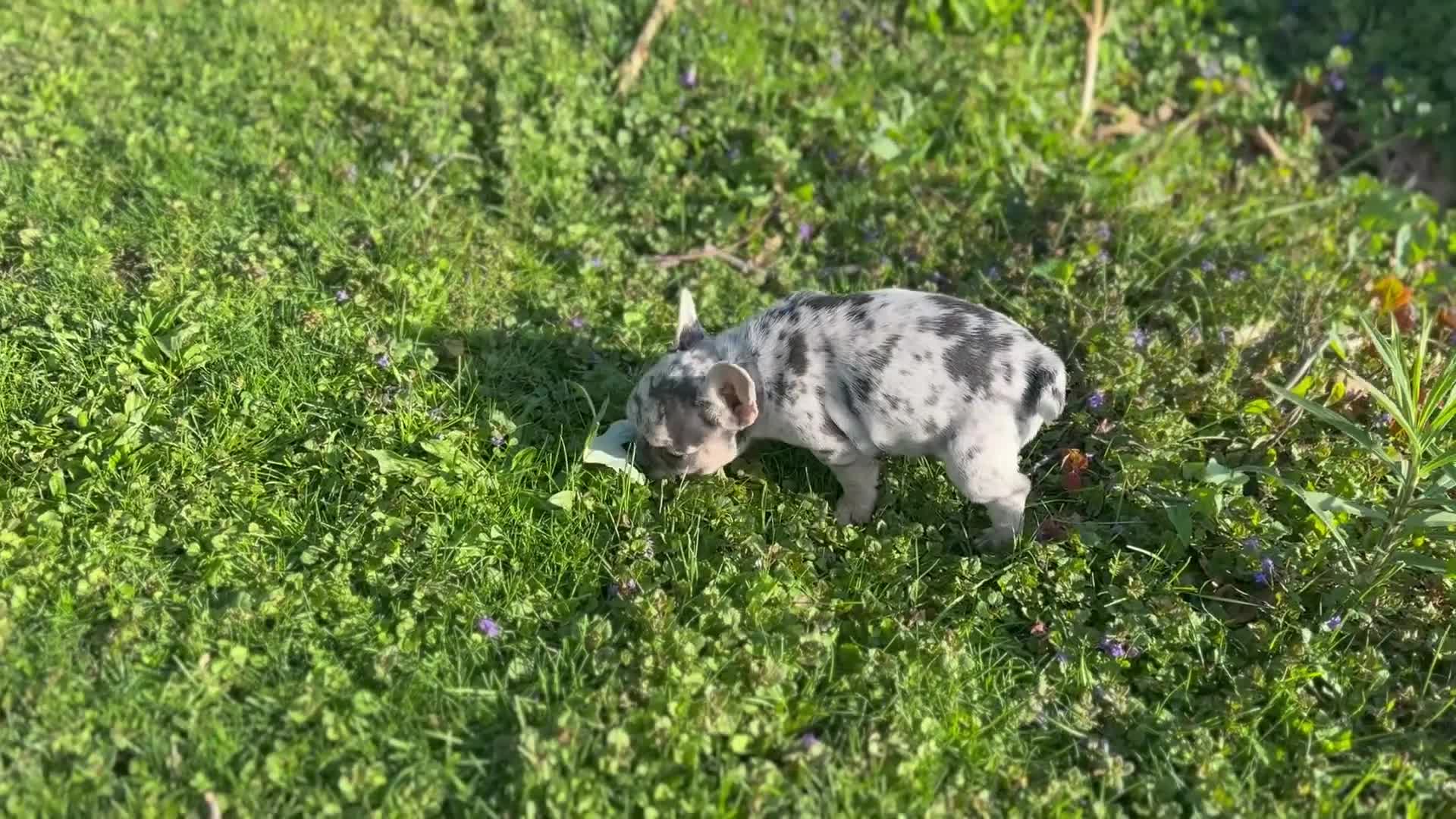 French Bulldog dogs for sale: Charlotte Mousse - Video 2