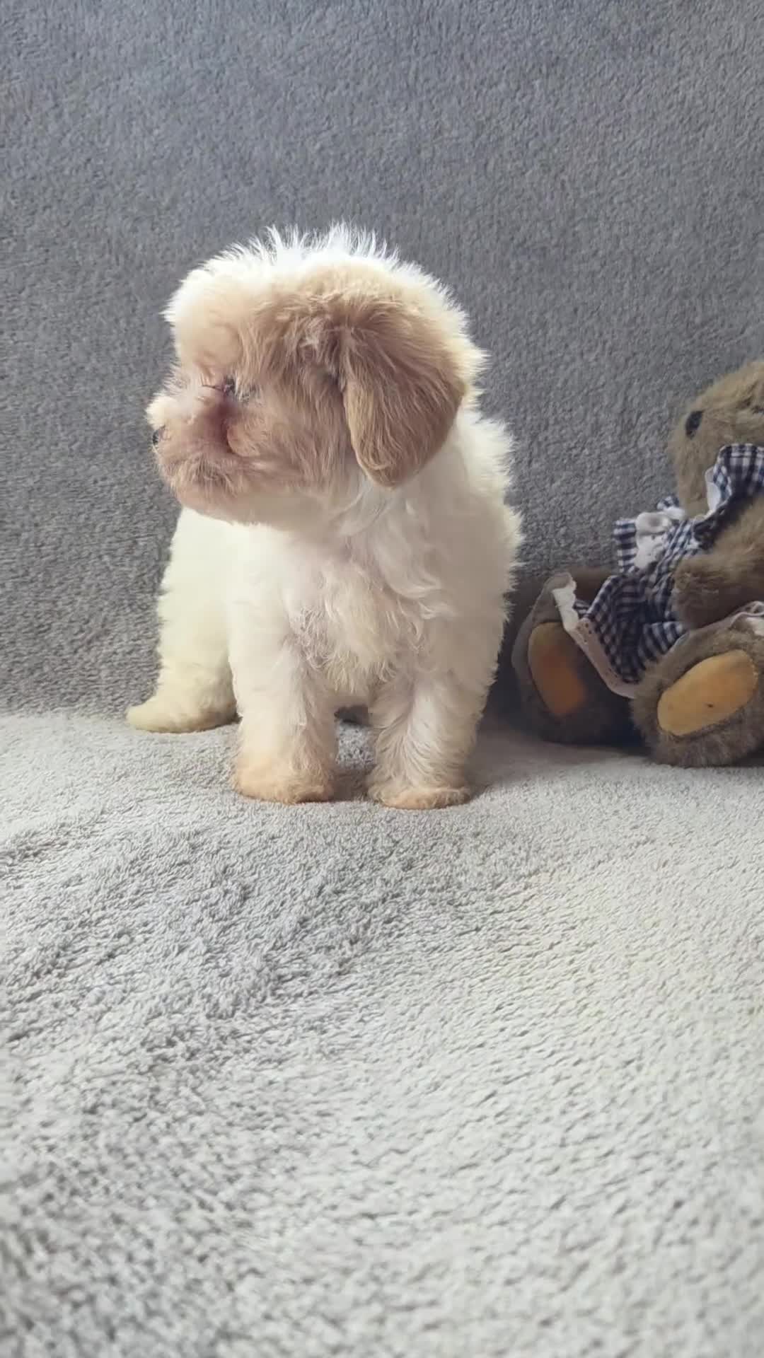 Maltipoo dogs for sale: Daisy  - Video 1