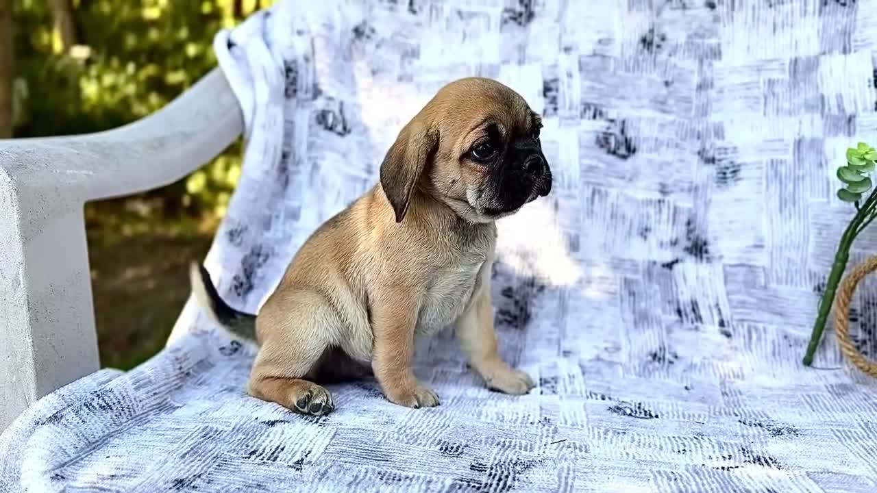 Puggle dogs for sale: Bella - Video 1