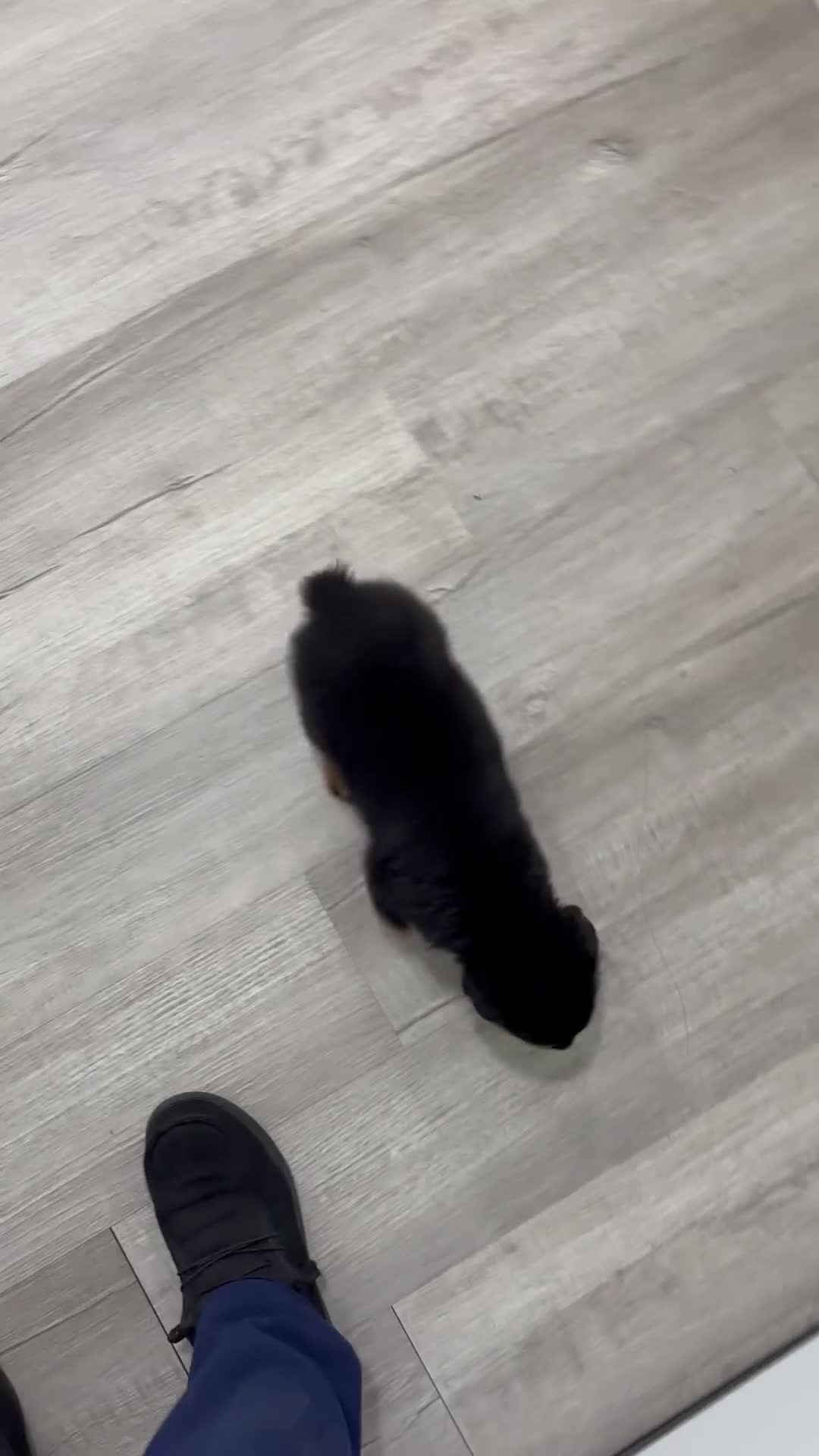 Rottweiler dogs for sale: Jake - Video 1