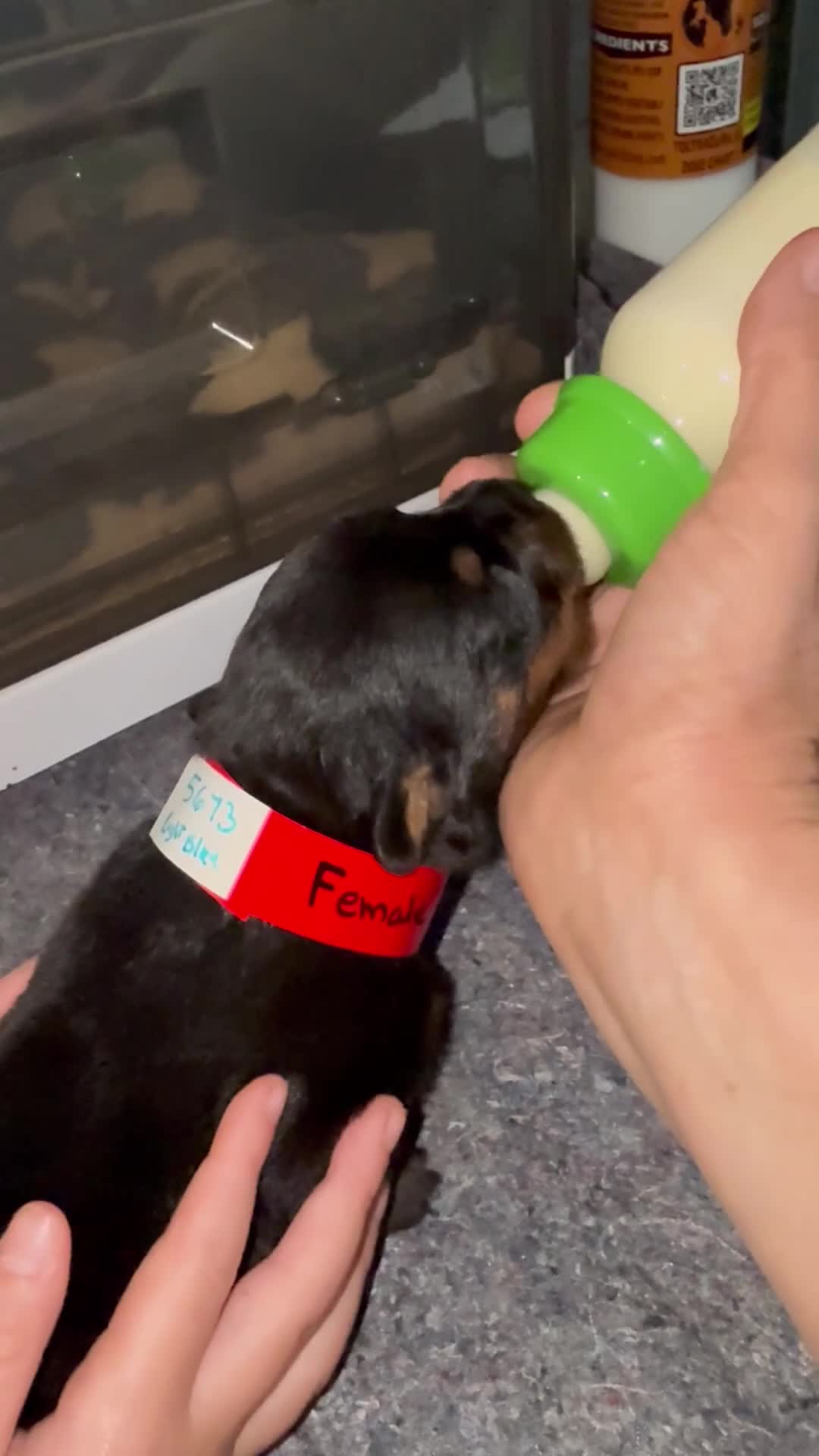 Rottweiler dogs for sale: Rottweiler Puppy 4 - Video 2