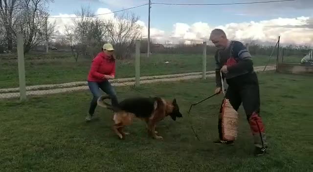 German Shepherd dogs for sale: German Shepherd Long Haired Female - Video 1