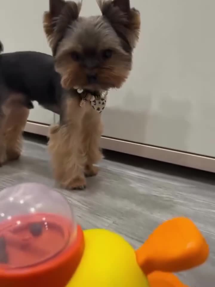 Yorkshire Terrier dogs for sale: Yorkshire Terrier Puppy 1 - Video 1