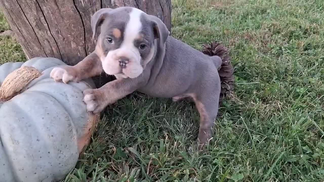 English Bulldog dogs for sale: Tank - Video 1