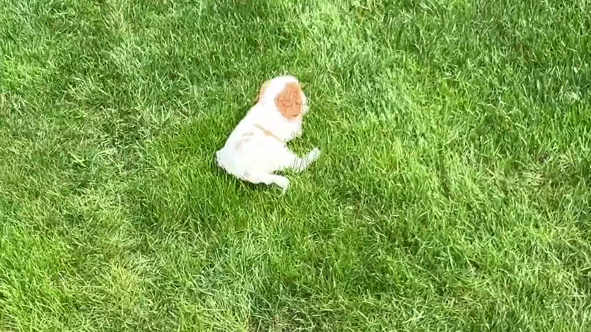 Cavalier King Charles Spaniel dogs for sale: Knox - Video 1