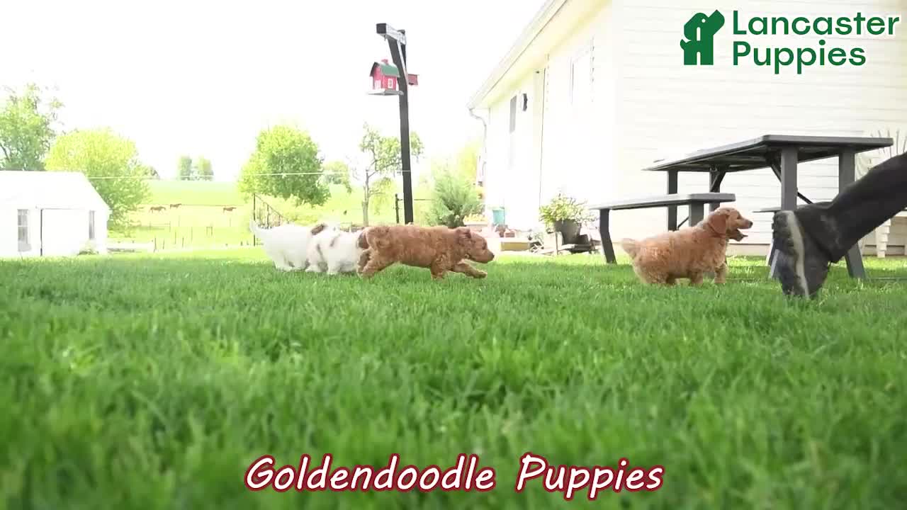 Goldendoodle dogs for sale: Tucker - Video 1