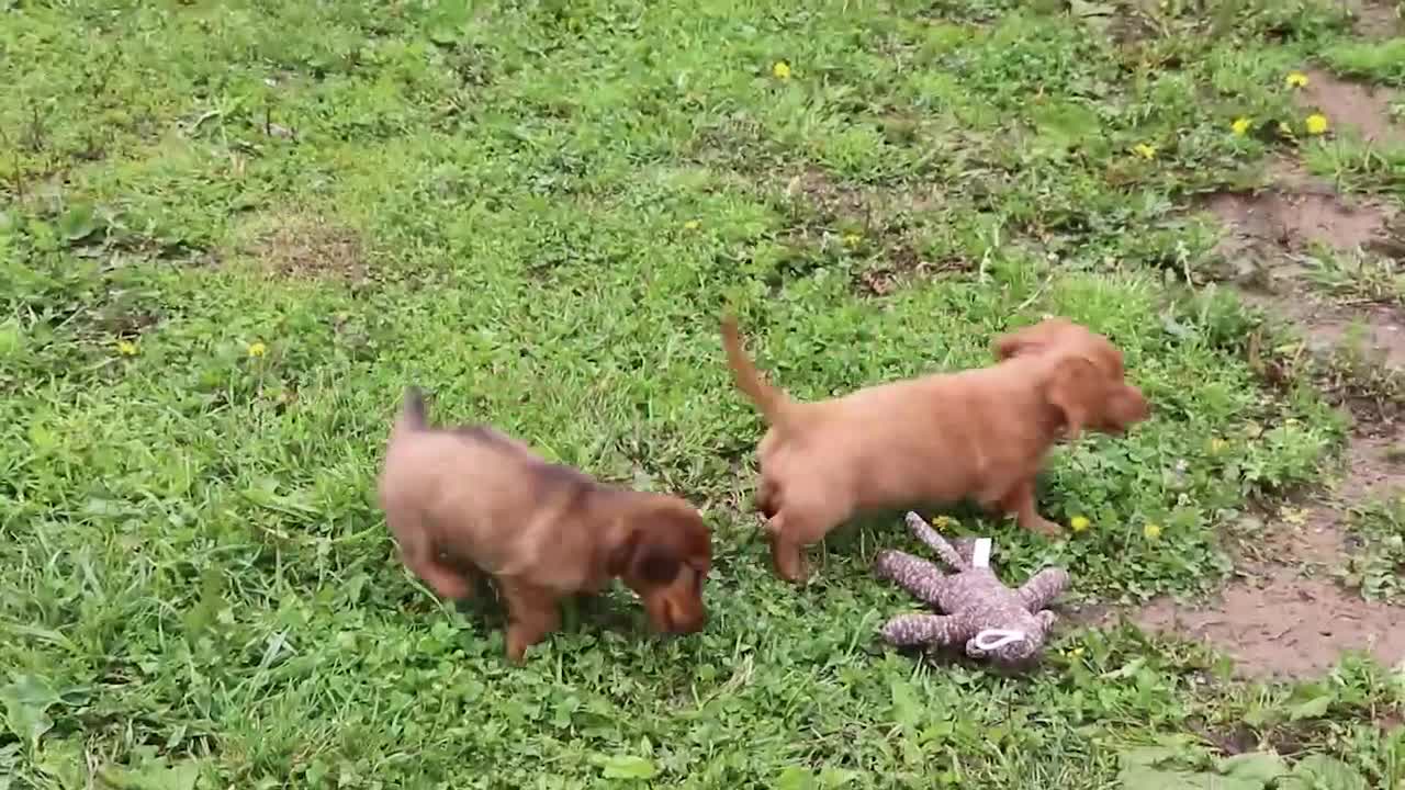 Dachshund dogs for sale: Conner - Video 1