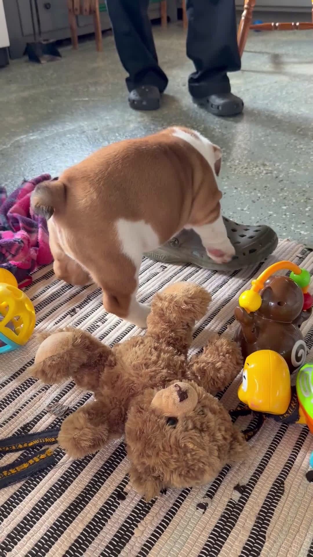 English Bulldog dogs for sale: Jake - Video 1