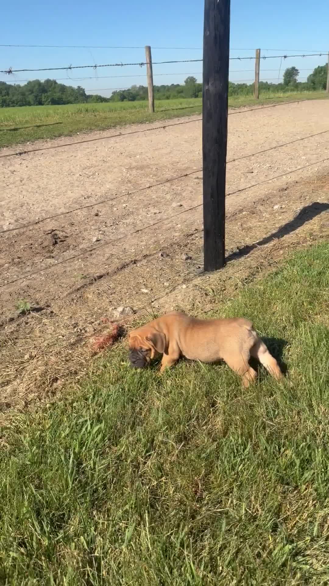 Olde English Bulldogge dogs for sale: Molly - Video 1