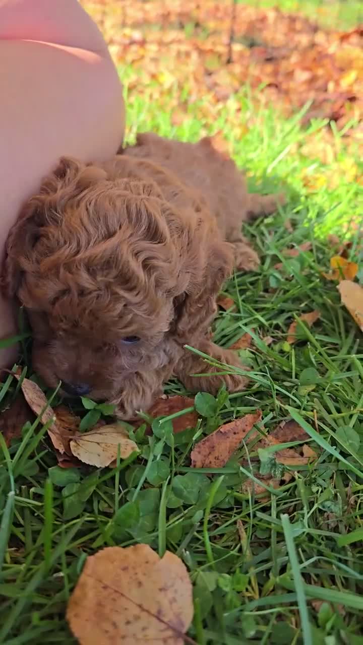 Cavapoo dogs for sale: Paisley - Video 1