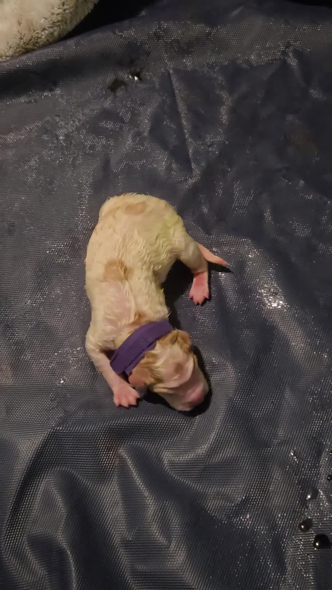 Goldendoodle dogs for sale: Miss Purple - Video 1