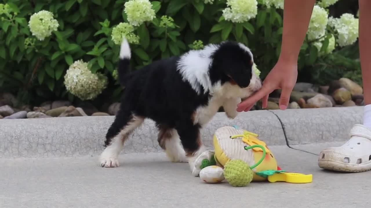Mini Bernedoodle dogs for sale: Onyx - Video 1