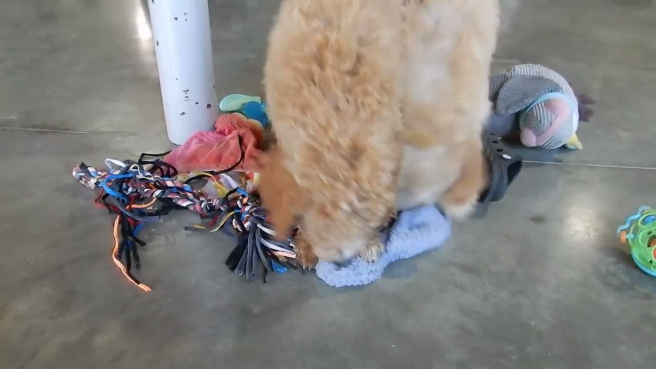 Mini Goldendoodle dogs for sale: Mason (medium) - Video 1