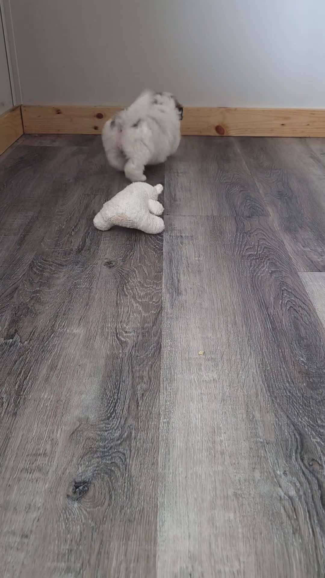 Maltipoo dogs for sale: Graham - Video 2