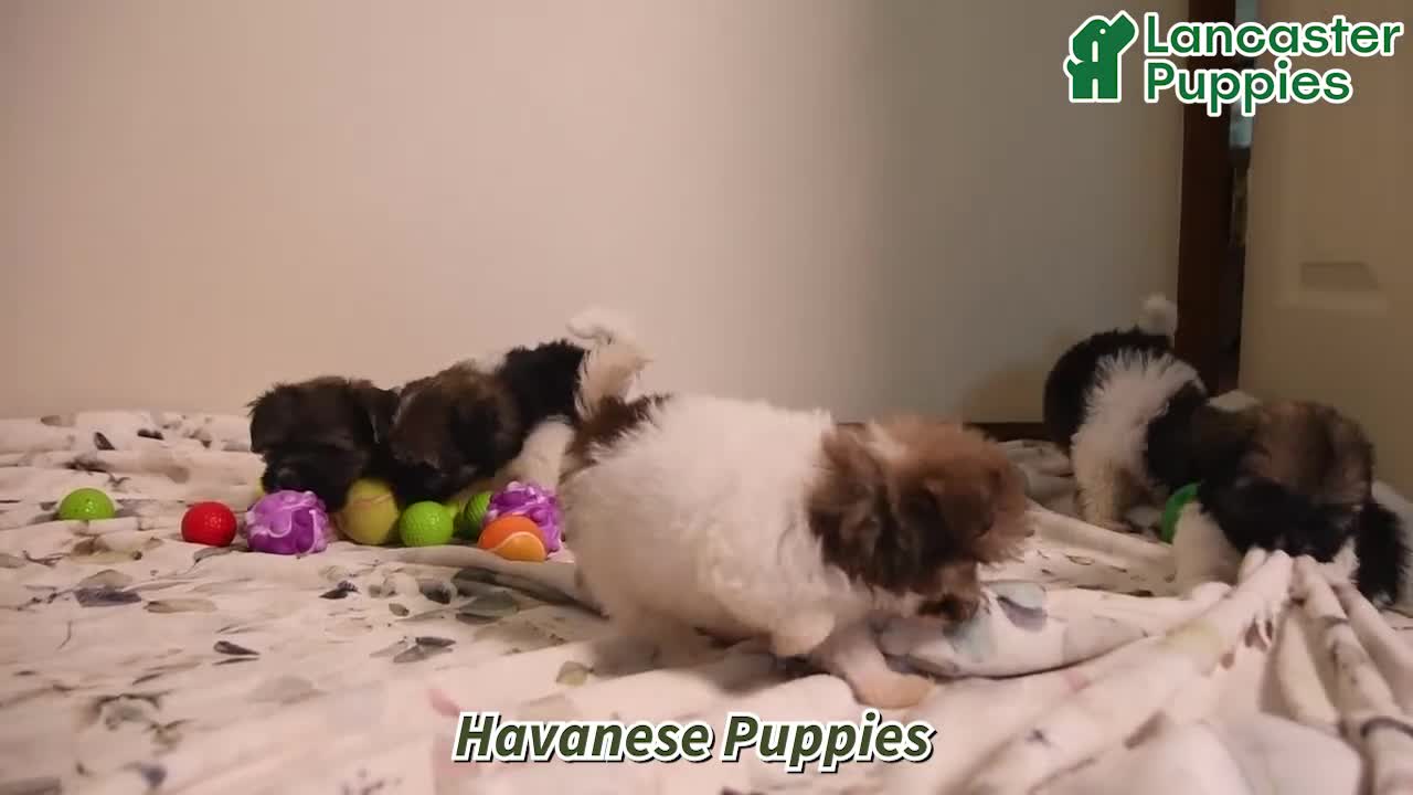 Havanese dogs for sale: Heidi - Video 1