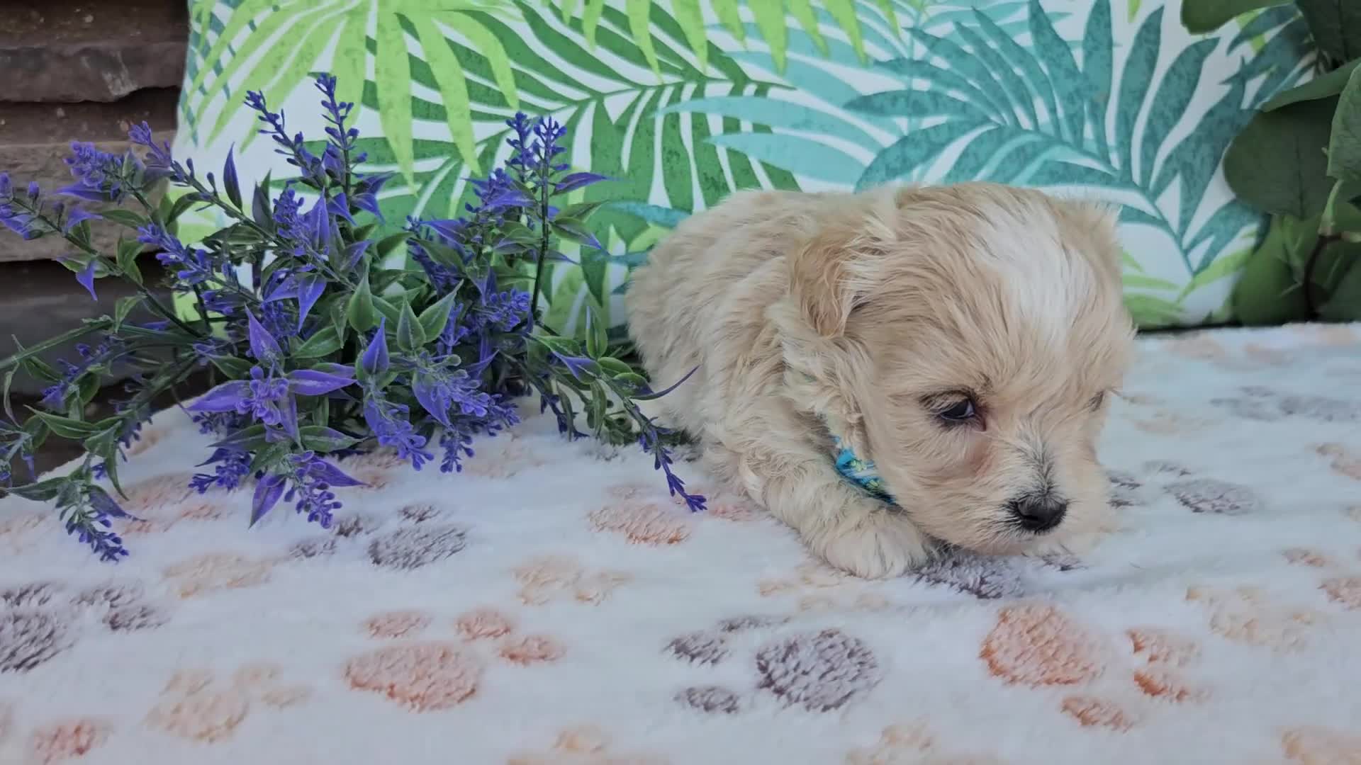 Maltipoo dogs for sale: Rocky - Video 1