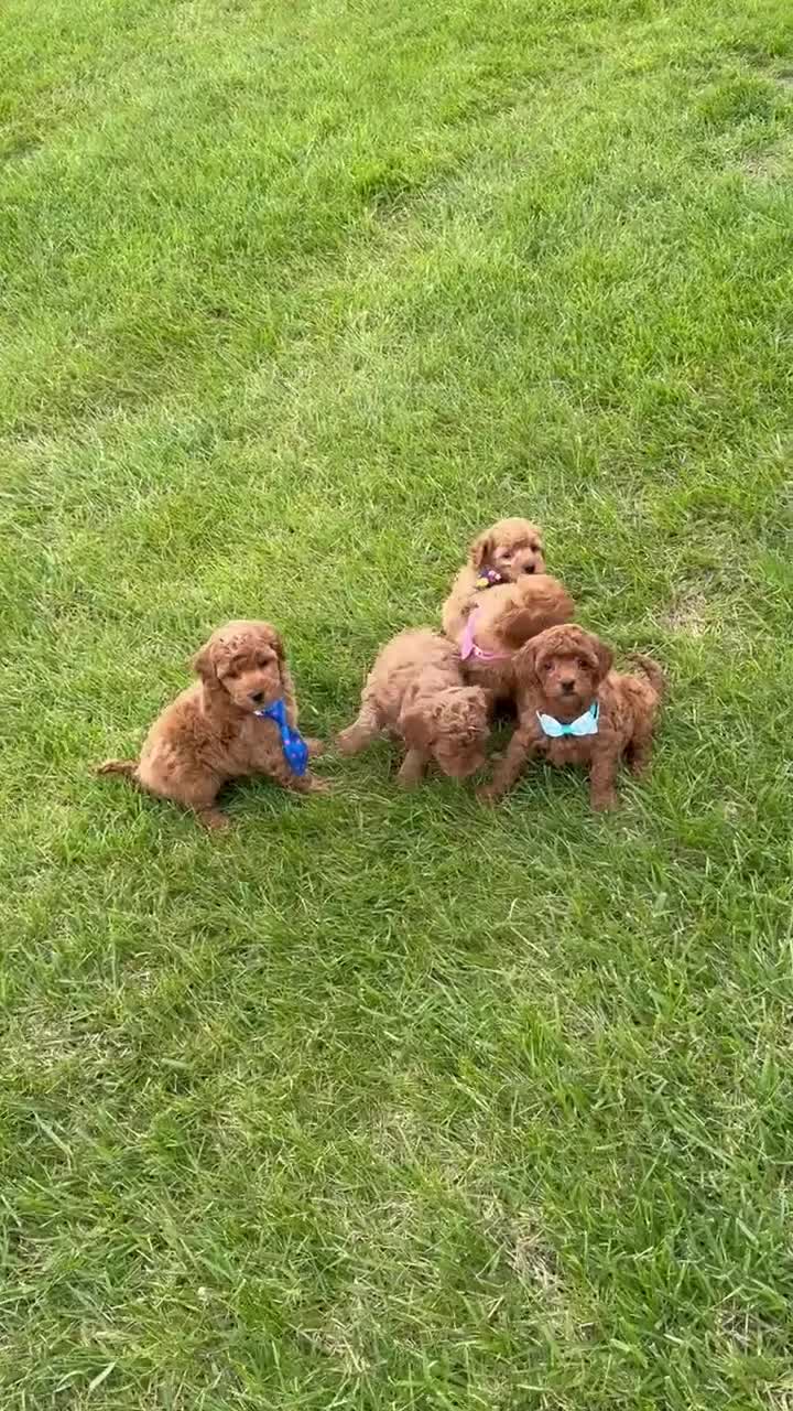 Mini Goldendoodle dogs for sale: Mini Gigi - Video 2