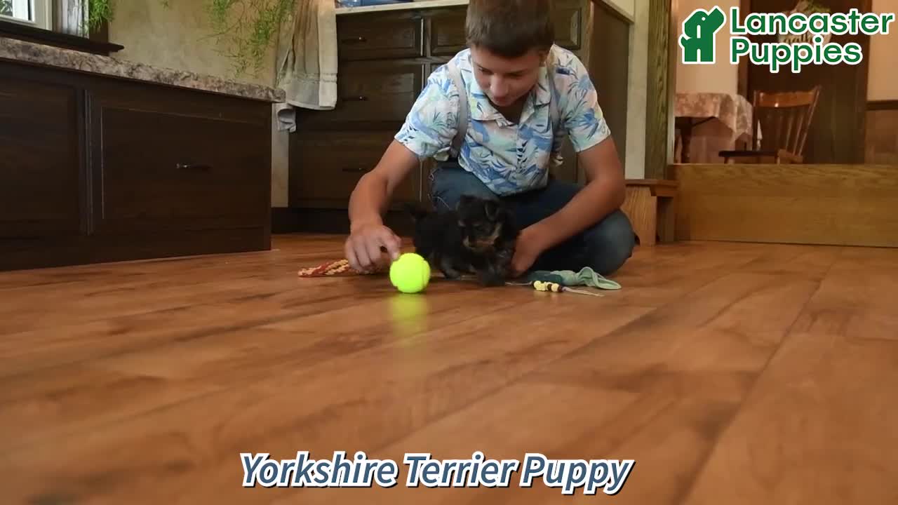 Yorkshire Terrier dogs for sale: Fritz - Video 1