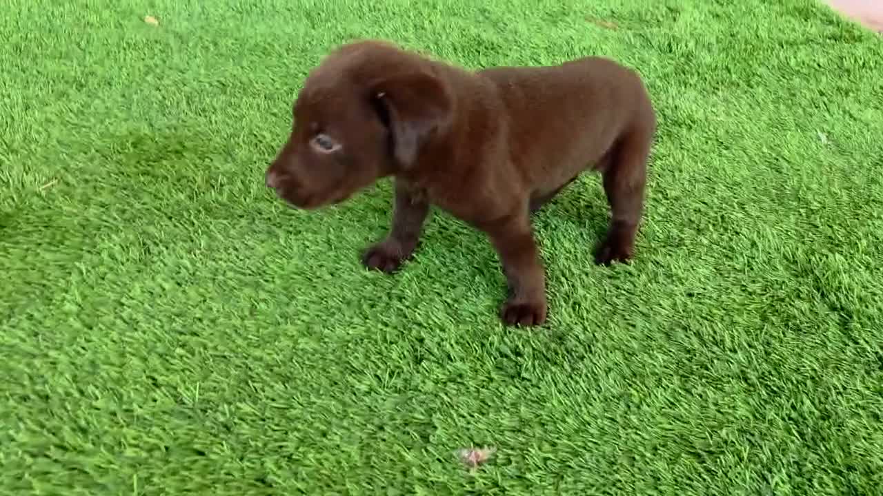 Labrador Retriever dogs for sale: Heidi - Video 2
