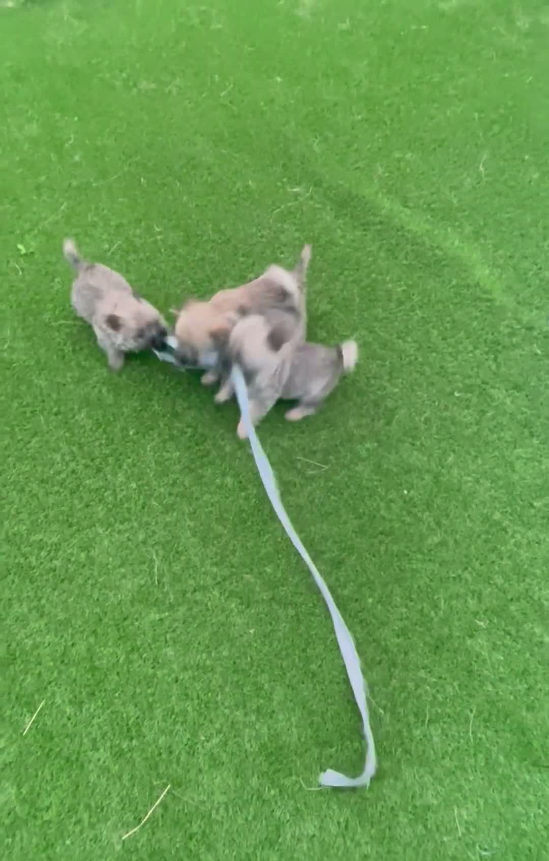 Cairn Terrier dogs for sale: Daisy - Video 1
