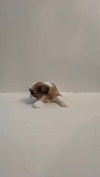 Shih Tzu dogs for sale: Shih Tzu 3 baby boy orange - Video 1